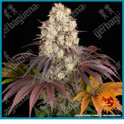 Gary Payton strain ( Y Griega Strain x Snowman Strain ) de Barney's farm seeds
