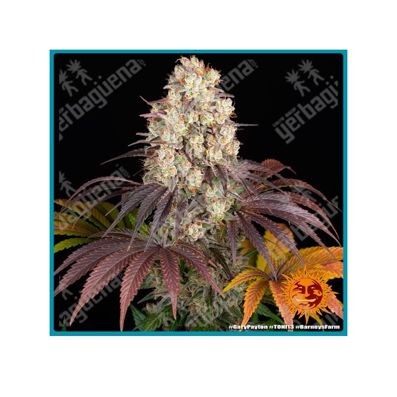 Gary Payton strain ( Y Griega Strain x Snowman Strain ) de Barney's farm seeds