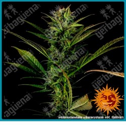 Glue gelato auto strain ( Gorilla Glue x Gelato x BF Super Auto #1 ) de Barney's farm seeds