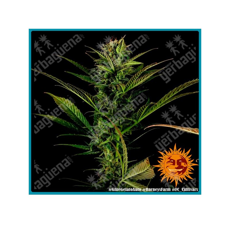 Glue gelato auto strain ( Gorilla Glue x Gelato x BF Super Auto #1 ) de Barney's farm seeds