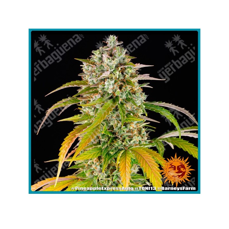 Pineapple express auto strain ( Pineapple Chunk x BF Super Auto #1 ) de Barney's farm seeds