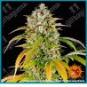 Pineapple express auto strain ( Pineapple Chunk x BF Super Auto #1 ) de Barney's farm seeds