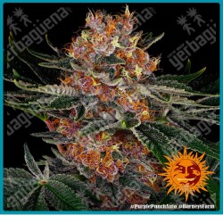 Purple punch auto strain ( Purple Punch x BF Auto Critical ) de Barney's farm seeds