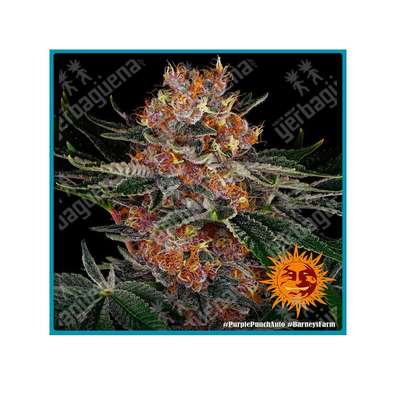 Purple punch auto strain ( Purple Punch x BF Auto Critical ) de Barney's farm seeds