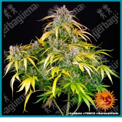 Lsd auto strain (  LSD x Super Magnum Auto ) de Barney's farm seeds