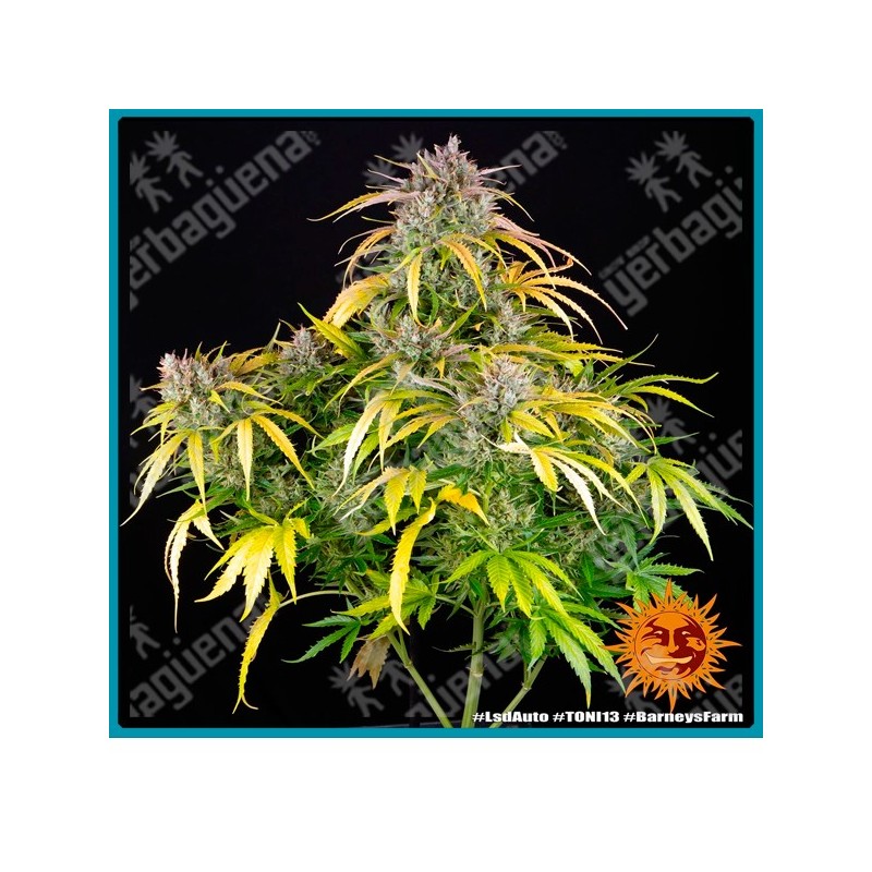 Lsd auto strain (  LSD x Super Magnum Auto ) de Barney's farm seeds