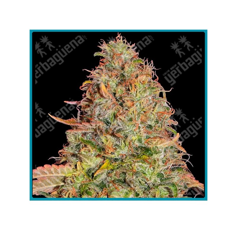 Zkittlez og auto strain ( Original Z Strain x OG Kush x BF Super Auto #1 ) de Barney's farm seeds