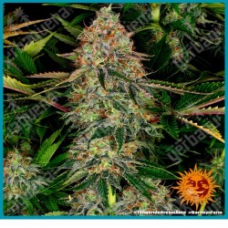 Tangerine Dream Auto strain ( Tangerine Dream x Autoflower #1 ) de Barney's farm seeds