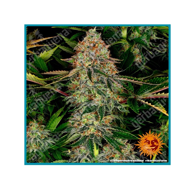 Tangerine Dream Auto strain ( Tangerine Dream x Autoflower #1 ) de Barney's farm seeds