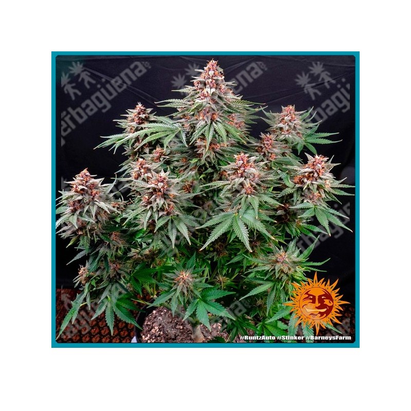 Runtz auto strain (  Runtz x BF Super Auto #1 ) de Barney's farm seeds