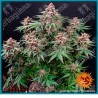 Runtz auto strain (  Runtz x BF Super Auto #1 ) de Barney's farm seeds