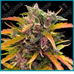 GG4 Auto Strain ( GG4 x BF Super Auto #1 ) de Barney's farm seeds