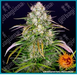 Wedding Cake Auto Strain ( Wedding Cake x BF Super Auto #1 ) de Barney's farm seeds
