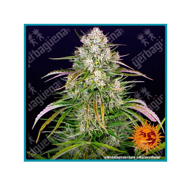 Wedding Cake Auto Strain ( Wedding Cake x BF Super Auto #1 ) de Barney's farm seeds