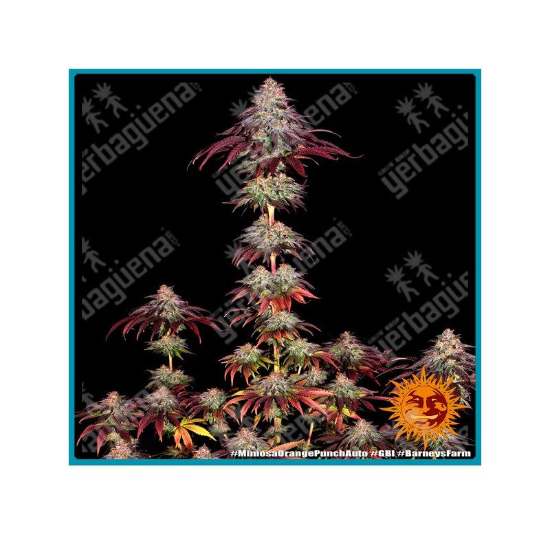 Mimosa x Orange Punch Auto Strain ( Mimosa Evo x Orange Punch x BF Super Auto #1 ) de Barney's farm seeds.