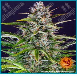 Gorilla Zkittlez Auto Strain ( Gorilla Glue x Original Z Strain x BF Super Auto #1 ) de Barney's farm seeds