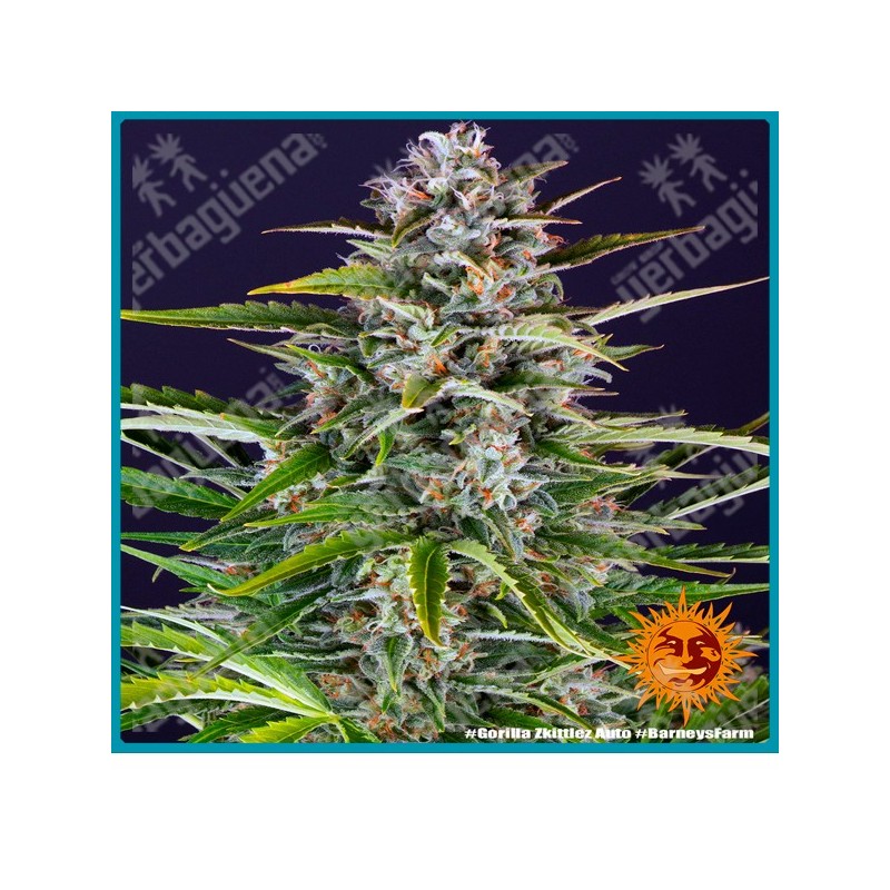 Gorilla Zkittlez Auto Strain ( Gorilla Glue x Original Z Strain x BF Super Auto #1 ) de Barney's farm seeds