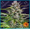 Gorilla Zkittlez Auto Strain ( Gorilla Glue x Original Z Strain x BF Super Auto #1 ) de Barney's farm seeds