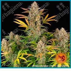 Amnesia haze auto strain ( Amnesia Haze x BF Super Auto #1 ) de Barney's farm seeds