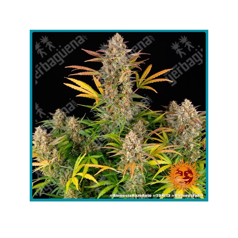 Amnesia haze auto strain ( Amnesia Haze x BF Super Auto #1 ) de Barney's farm seeds