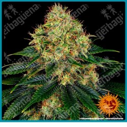 Skywalker OG Auto Strain ( Skywalker OG x BF Super Auto #1 ) de Barney's farm seeds