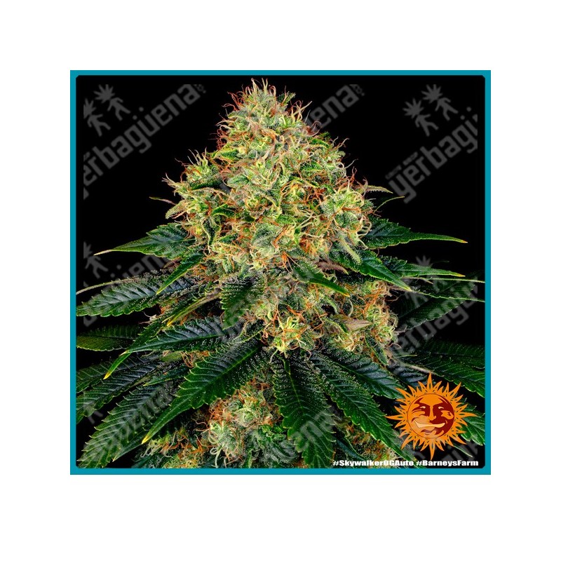 Skywalker OG Auto Strain ( Skywalker OG x BF Super Auto #1 ) de Barney's farm seeds