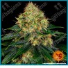 Skywalker OG Auto Strain ( Skywalker OG x BF Super Auto #1 ) de Barney's farm seeds