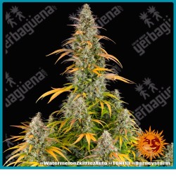 Watermelon Zkittlez Auto Strain ( Watermelon Z x BF Super Auto #1 ) de Barney's farm seeds