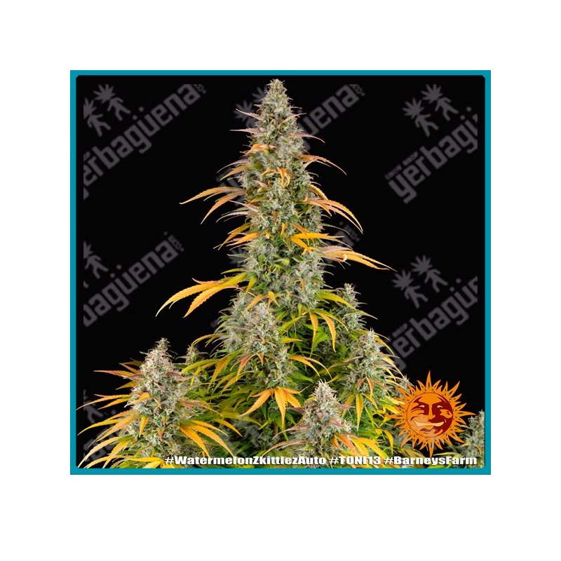 Watermelon Zkittlez Auto Strain ( Watermelon Z x BF Super Auto #1 ) de Barney's farm seeds