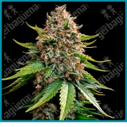 White widow xxl auto strain ( Brazilian x South Indian x BF Super Auto #1 ) de barney's farm seeds.