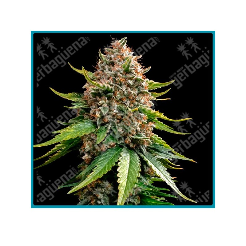 White widow xxl auto strain ( Brazilian x South Indian x BF Super Auto #1 ) de barney's farm seeds.