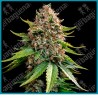White widow xxl auto strain ( Brazilian x South Indian x BF Super Auto #1 ) de barney's farm seeds.