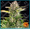 Strawberry cheescake auto strain ( Strawberry Pie x Afghan OG x BF Super Auto #1 ) de Barney's farm seeds