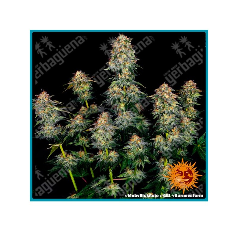 Moby dick auto strain ( Moby Dick x BF Super Auto #1 ) de Barney's farm seeds