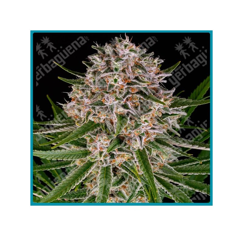 Lemon haze auto strain ( Lemon Haze Strain x BF Super Auto #1 ) de Barney's farm seeds