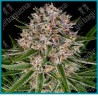 Lemon haze auto strain ( Lemon Haze Strain x BF Super Auto #1 ) de Barney's farm seeds
