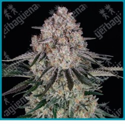 Sour diesel auto strain ( Sour Diesel x BF Super Auto #1 ) de Barney's farm seeds