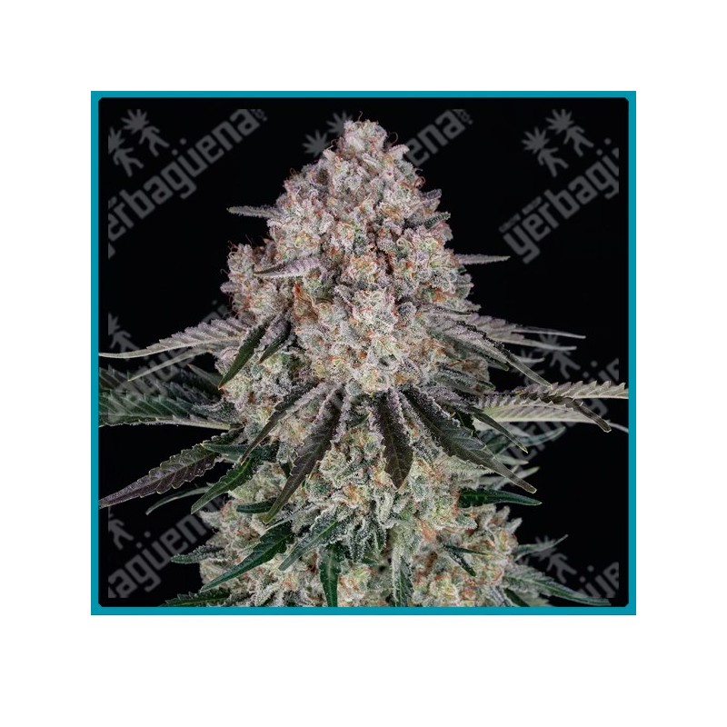 Sour diesel auto strain ( Sour Diesel x BF Super Auto #1 ) de Barney's farm seeds