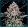Sour diesel auto strain ( Sour Diesel x BF Super Auto #1 ) de Barney's farm seeds