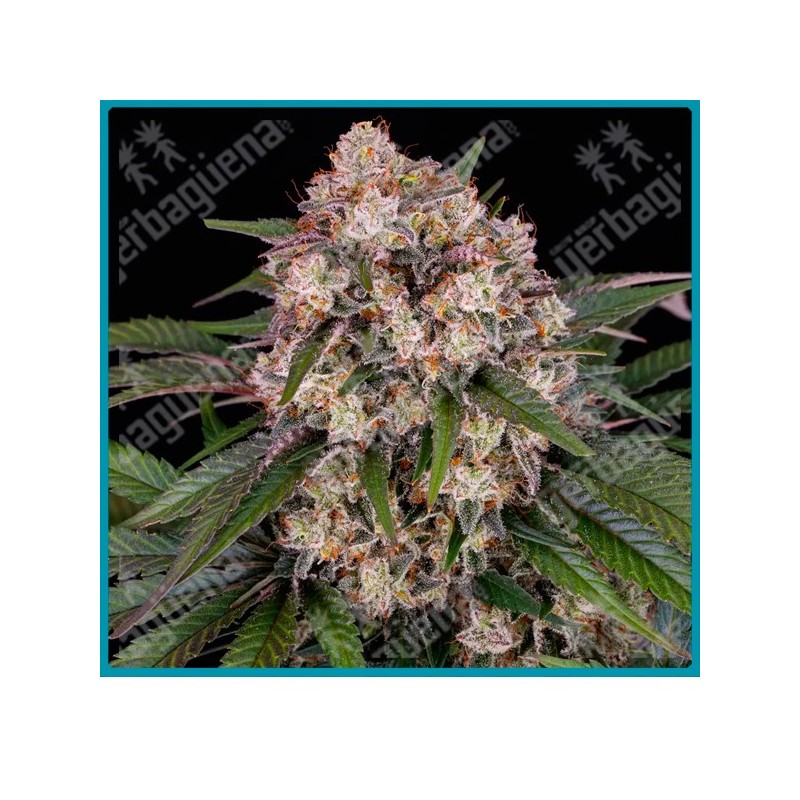 Og kush auto strain ( OG Kush Strain x BF Super Auto #1 ) de Barney´s farm seeds