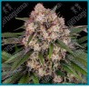 Og kush auto strain ( OG Kush Strain x BF Super Auto #1 ) de Barney´s farm seeds