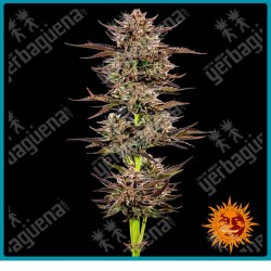 Frosted Zinn x 3 Bears OG Auto strain ( Frosted Zinn Auto x 3 Bears Auto ) de Barney´s farm seeds