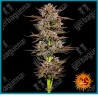 Frosted Zinn x 3 Bears OG Auto strain ( Frosted Zinn Auto x 3 Bears Auto ) de Barney´s farm seeds