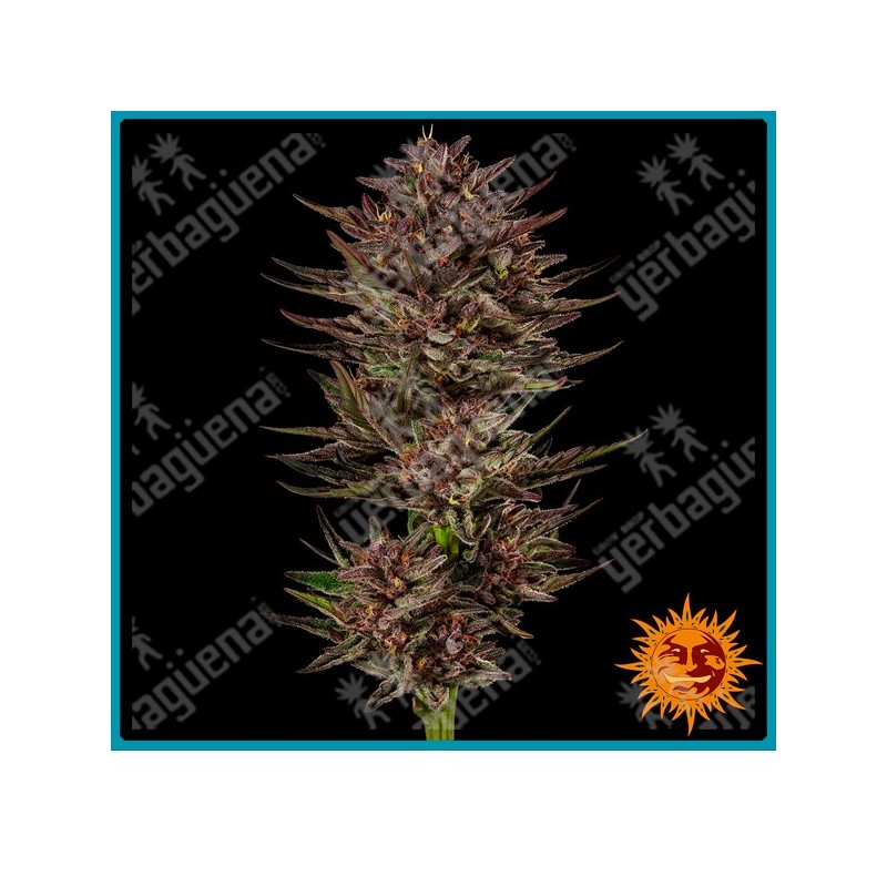 Frosted Zinn x Cookie Dog Auto strain ( Frosted Zinn Auto x Cookie Dog Auto ) de Barney´s farm seeds