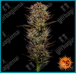 Thin Mint x Sour Pinot Auto strain ( Thin Mint Auto x Sour Pinot Auto ) de Barney's farm seeds