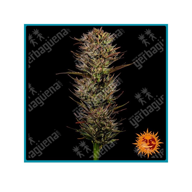 Thin Mint x Sour Pinot Auto strain ( Thin Mint Auto x Sour Pinot Auto ) de Barney's farm seeds