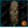 Thin Mint x Sour Pinot Auto strain ( Thin Mint Auto x Sour Pinot Auto ) de Barney's farm seeds