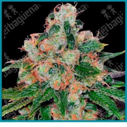 Cbd caramel strain ( Brazilian x Himalaya x Afghan x CBD Enriched ) de Barney's farm seeds