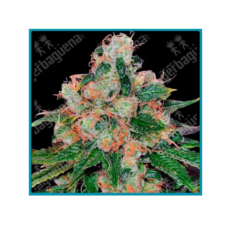 Cbd caramel strain ( Brazilian x Himalaya x Afghan x CBD Enriched ) de Barney's farm seeds