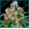 Cbd caramel strain ( Brazilian x Himalaya x Afghan x CBD Enriched ) de Barney's farm seeds